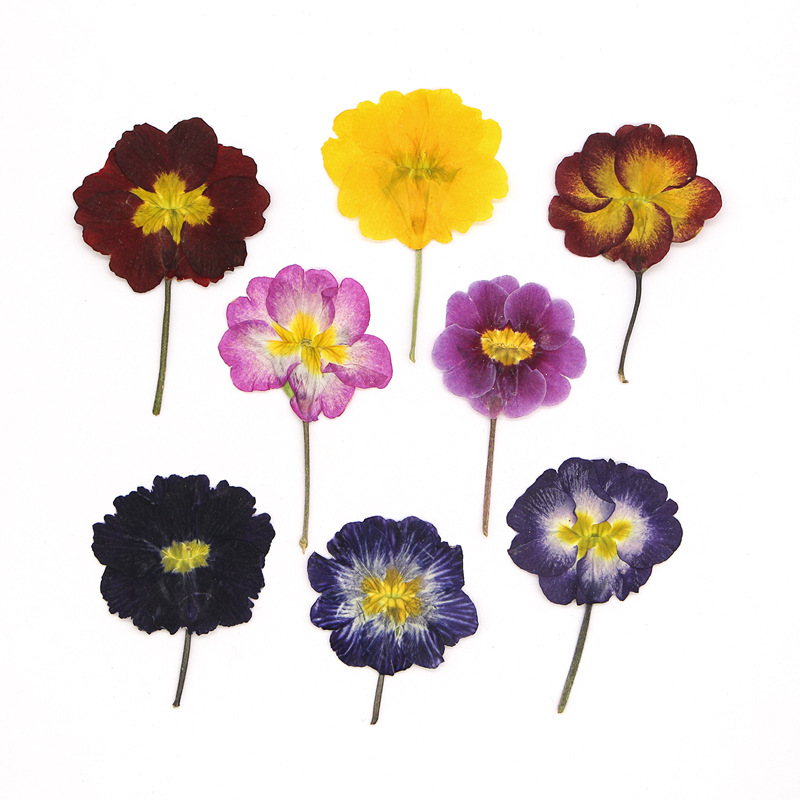 Dried Flower Bookmark - 48 Piezas de Flores Secas de