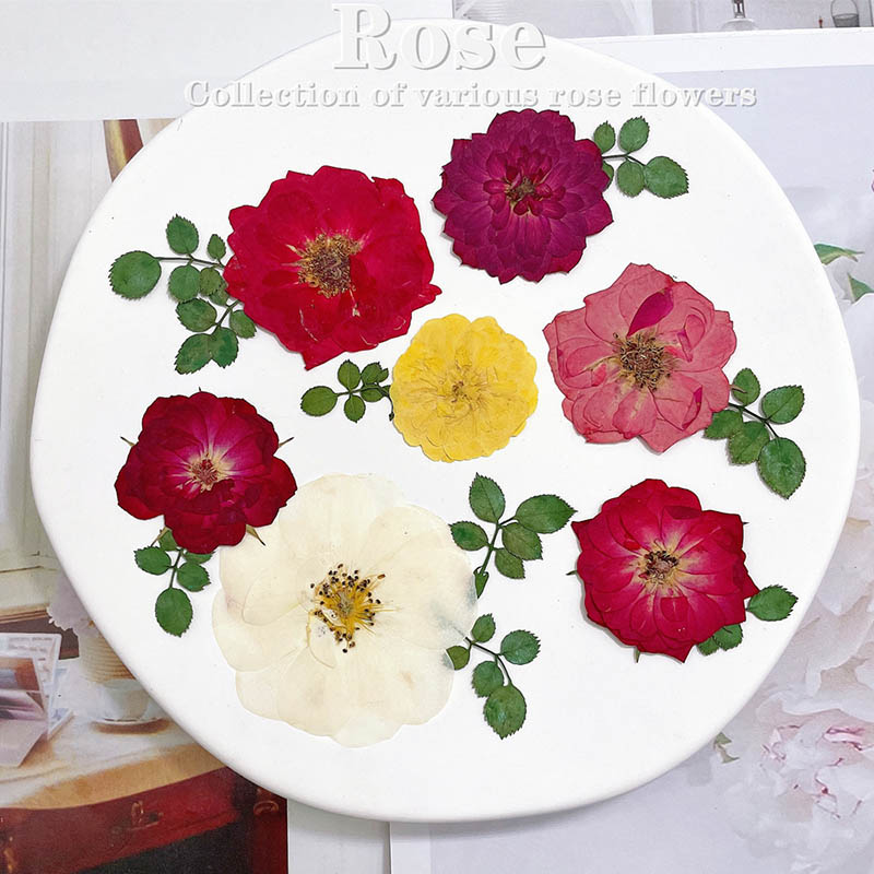 Dried Flower Bookmark - 60 uds prensado seco rojo amarillo