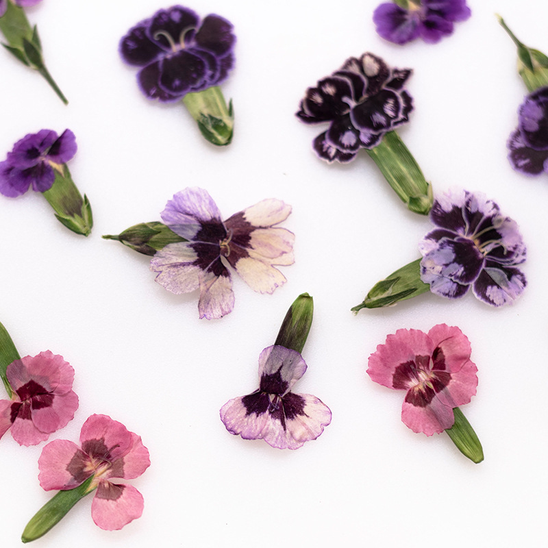 Dried Flower Bookmark - 24 piezas, Flores de Dianthus Secas