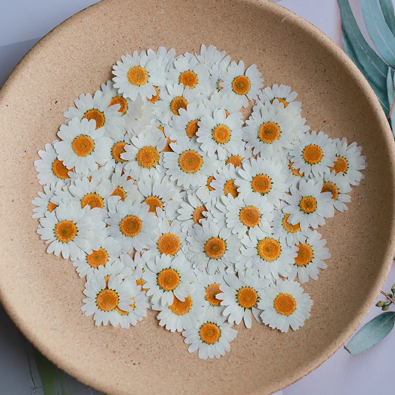 60X flores de paludosum de cri - Dried Flower Bookmark reseña y precio