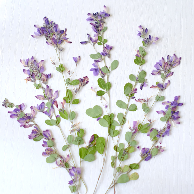 6 piezas, Flores Secas y Prens - Dried Flower Bookmark reseña y precio