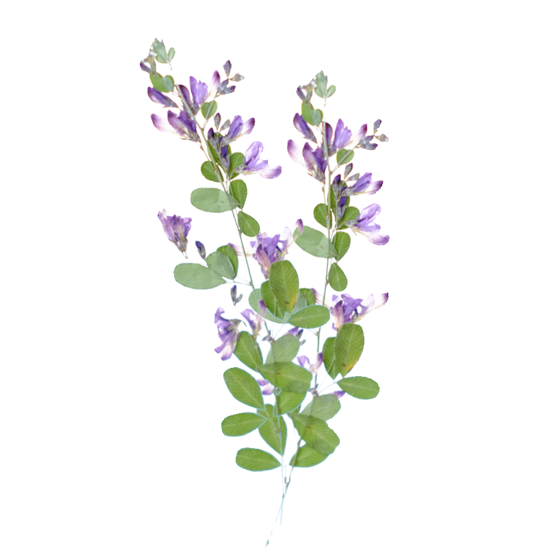 6 piezas, Flores Secas y Prens - Dried Flower Bookmark reseña y precio