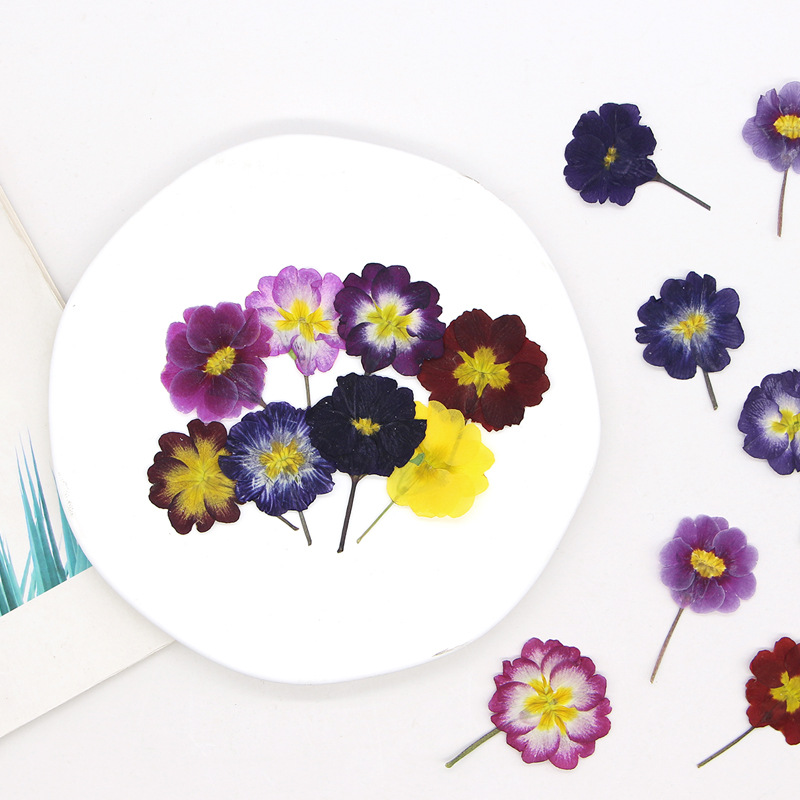 48 Piezas de Flores Secas de P - Dried Flower Bookmark reseña y precio