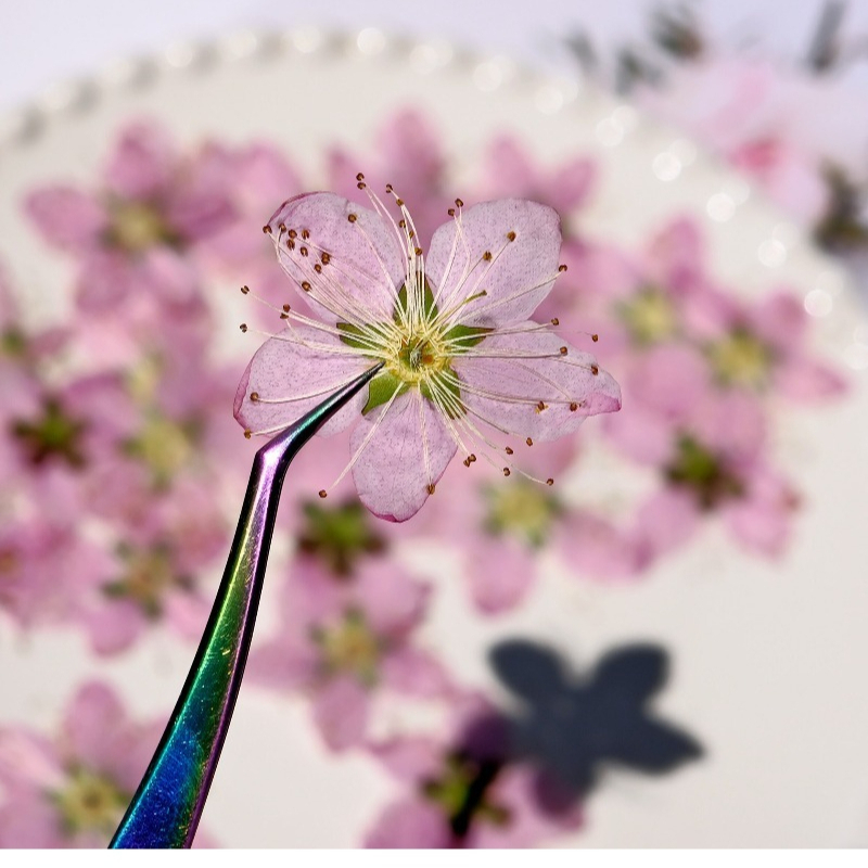 Flores Secas Prensadas de Flor - Dried Flower Bookmark reseña y precio