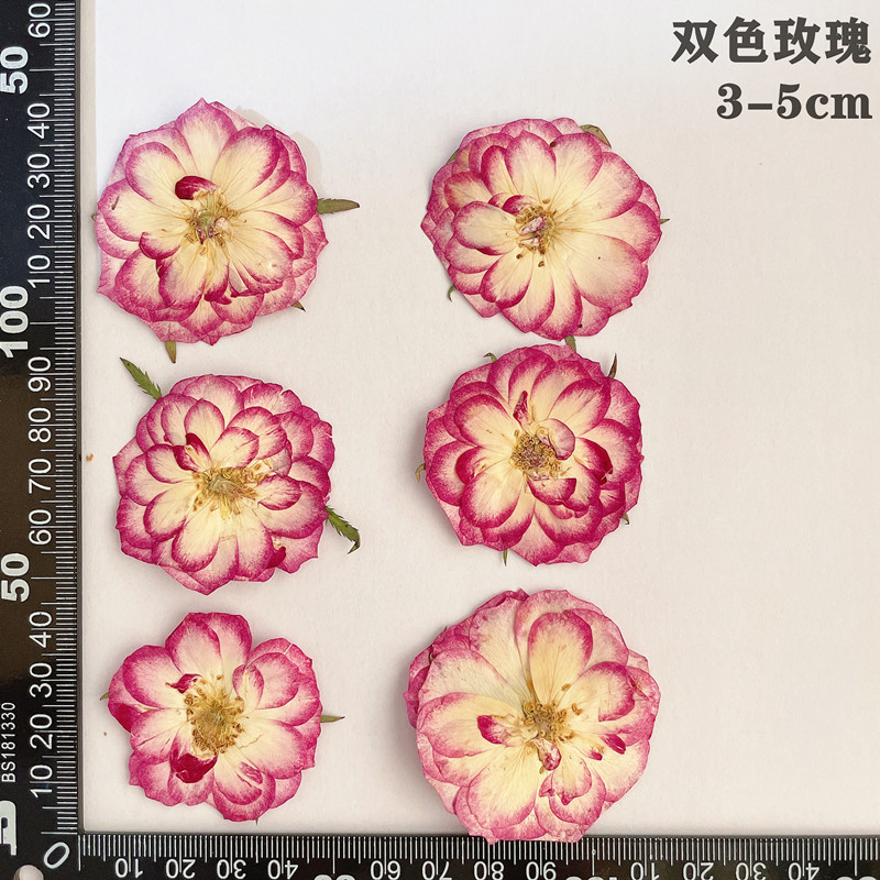 60 uds prensado seco rojo amar - Dried Flower Bookmark reseña y precio