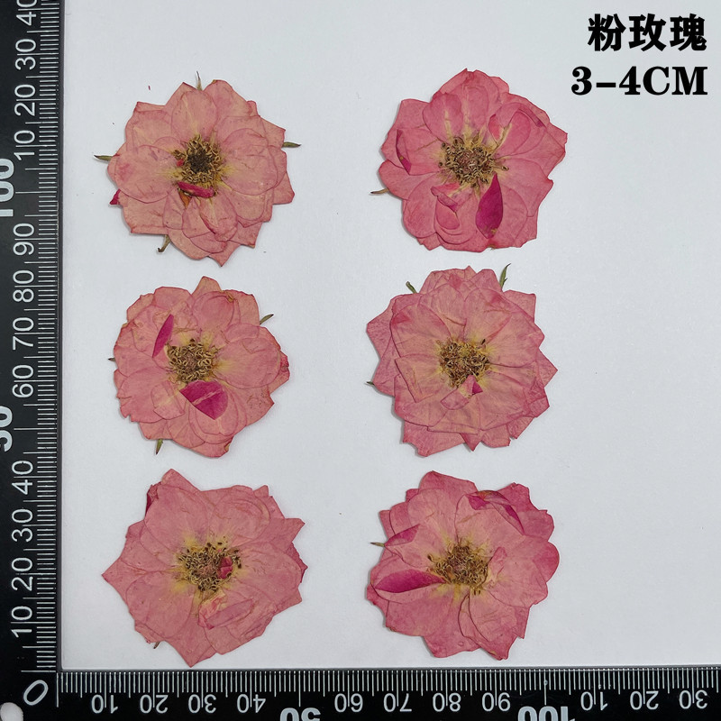 60 uds prensado seco rojo amar - Dried Flower Bookmark reseña y precio
