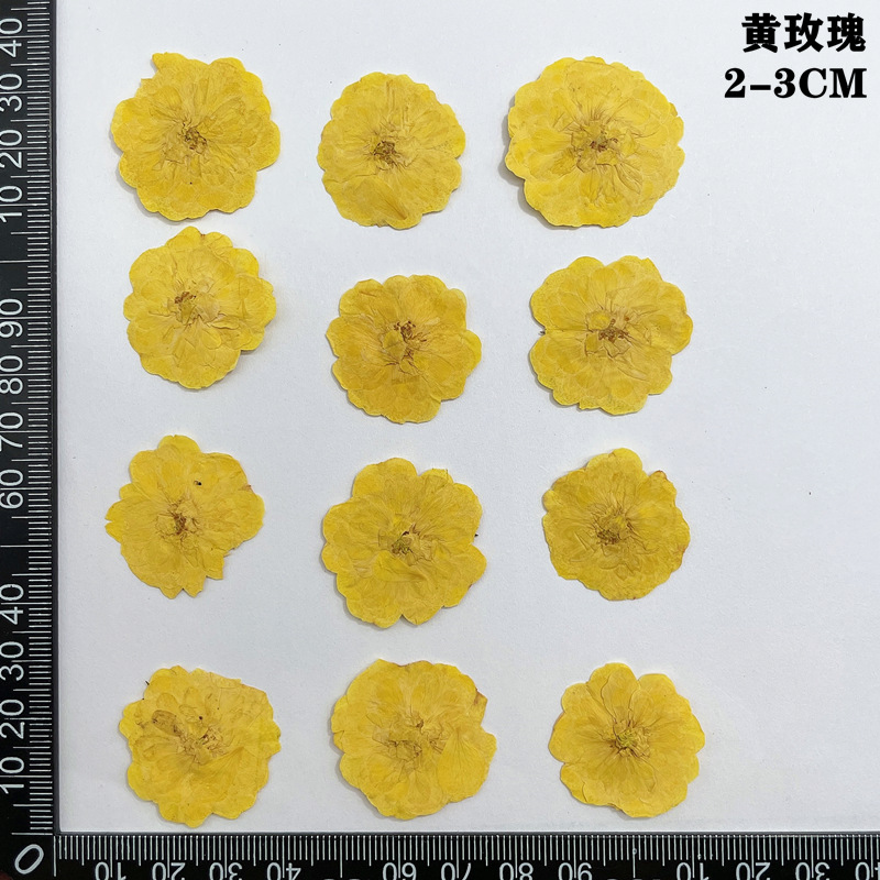 60 uds prensado seco rojo amar - Dried Flower Bookmark reseña y precio