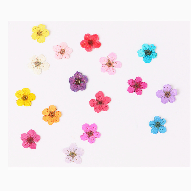 60 uds Mini narciso seco prens - Dried Flower Bookmark reseña y precio