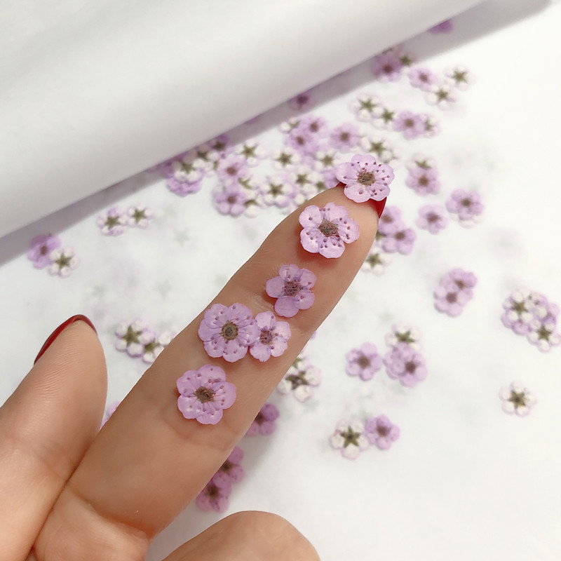 60 uds Mini narciso seco prens - Dried Flower Bookmark reseña y precio