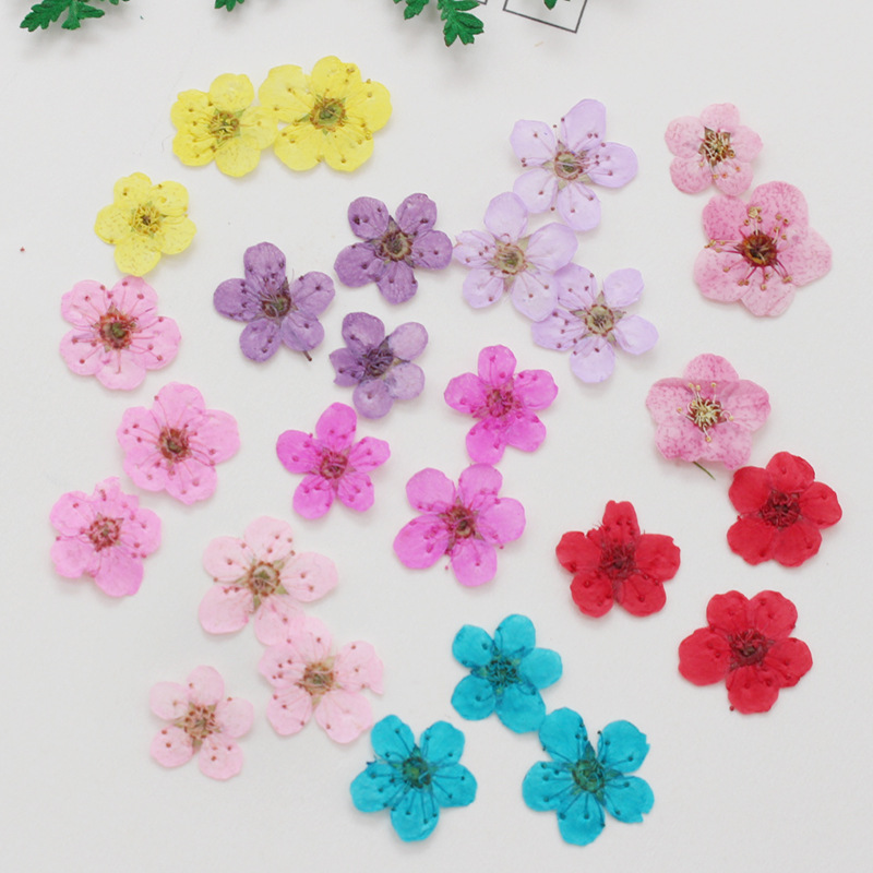 60 uds Mini narciso seco prens - Dried Flower Bookmark reseña y precio
