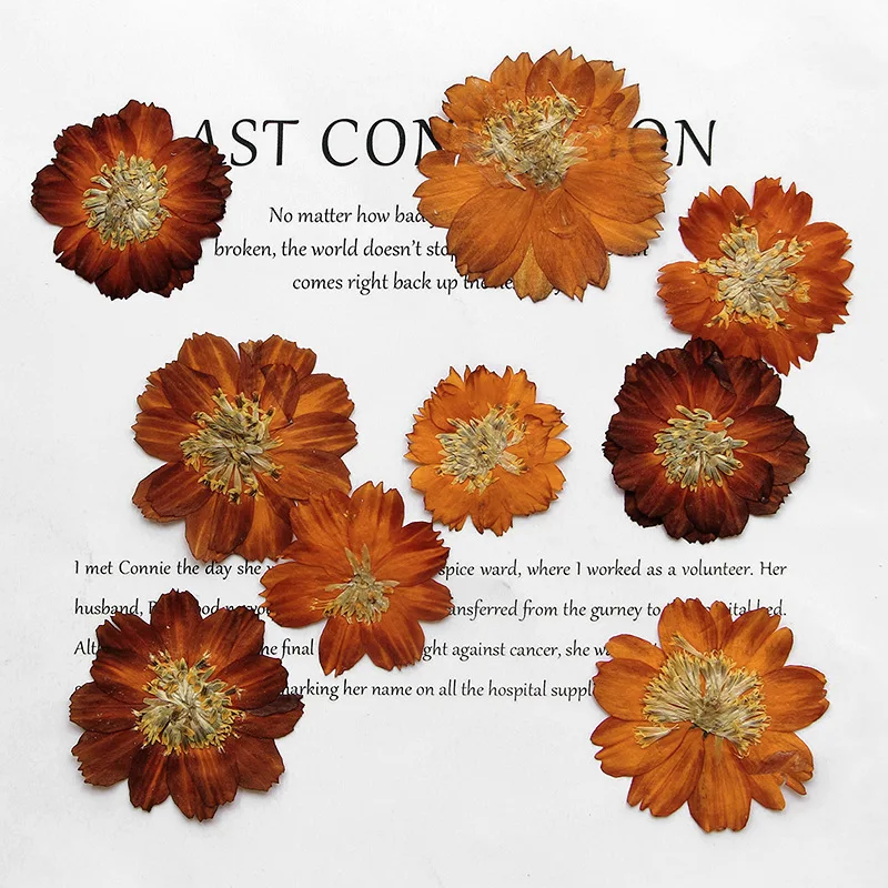 12 uds/3-5cm, crisantemo Thioh - Dried Flower Bookmark reseña y precio