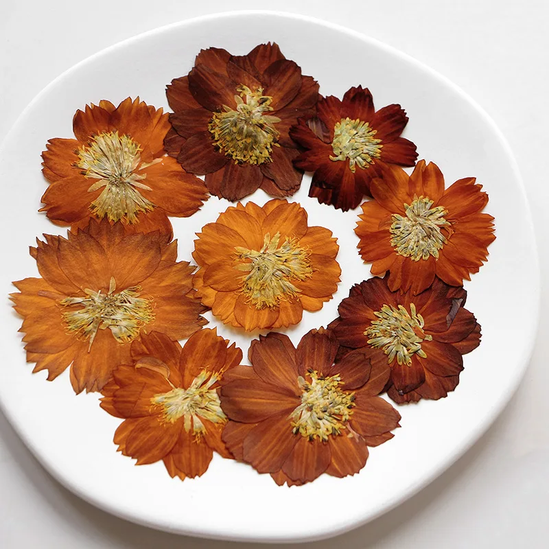 12 uds/3-5cm, crisantemo Thioh - Dried Flower Bookmark reseña y precio