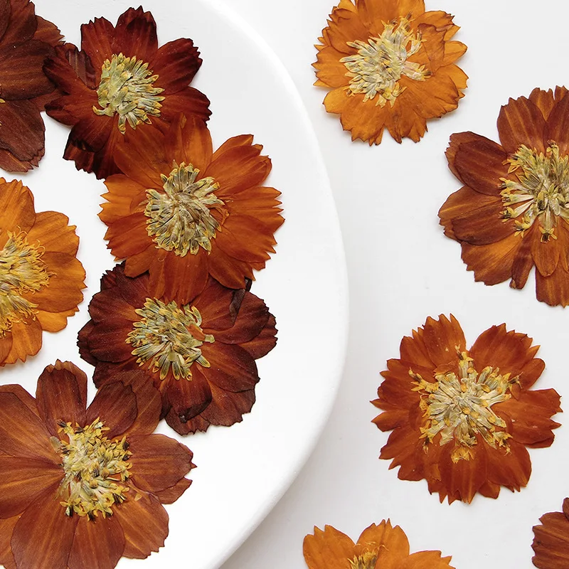 12 uds/3-5cm, crisantemo Thioh - Dried Flower Bookmark reseña y precio