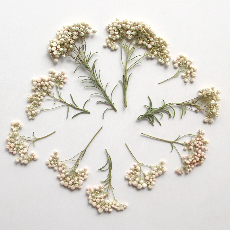 12 piezas, Ramas de flor de mi - Dried Flower Bookmark reseña y precio