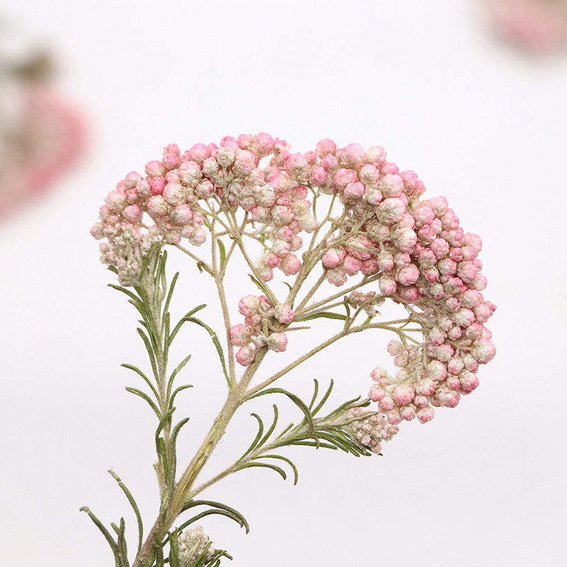 12 piezas, Ramas de flor de mi - Dried Flower Bookmark reseña y precio