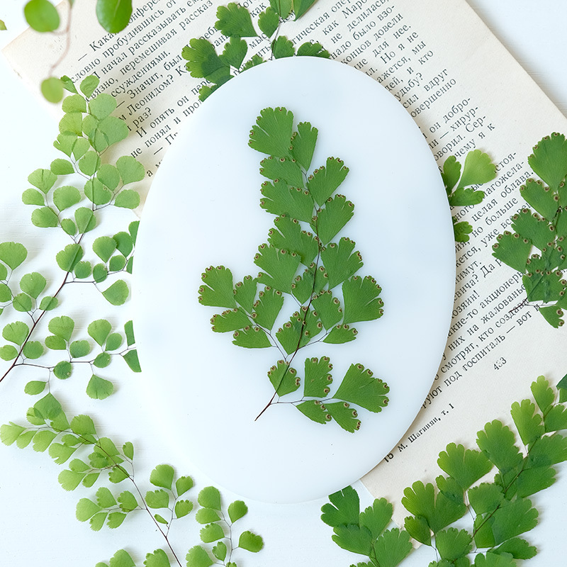 60 Piezas de Hojas de Helecho  - Dried Flower Bookmark reseña y precio