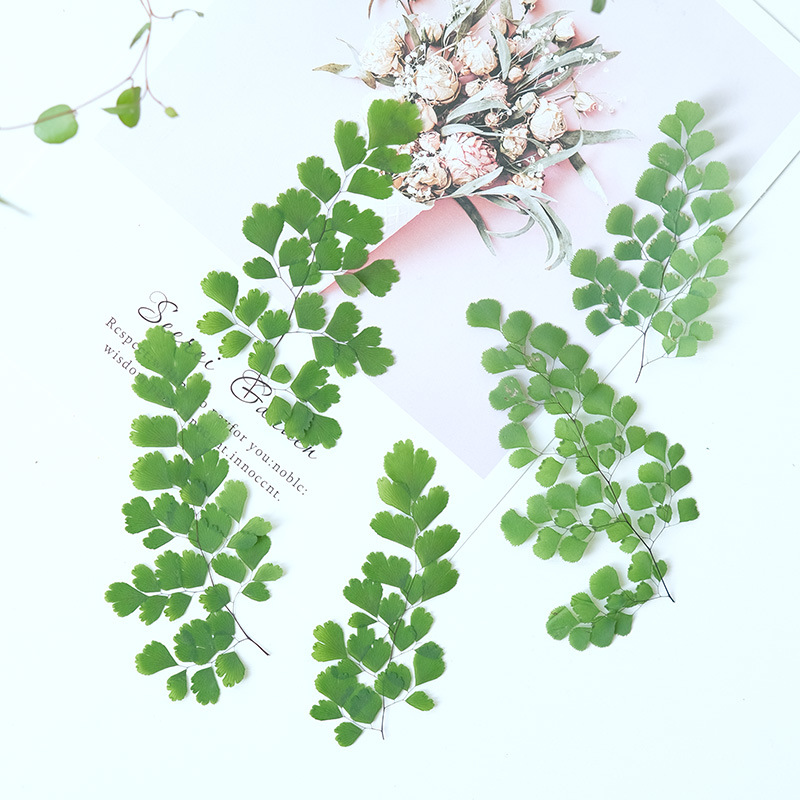 60 Piezas de Hojas de Helecho  - Dried Flower Bookmark reseña y precio