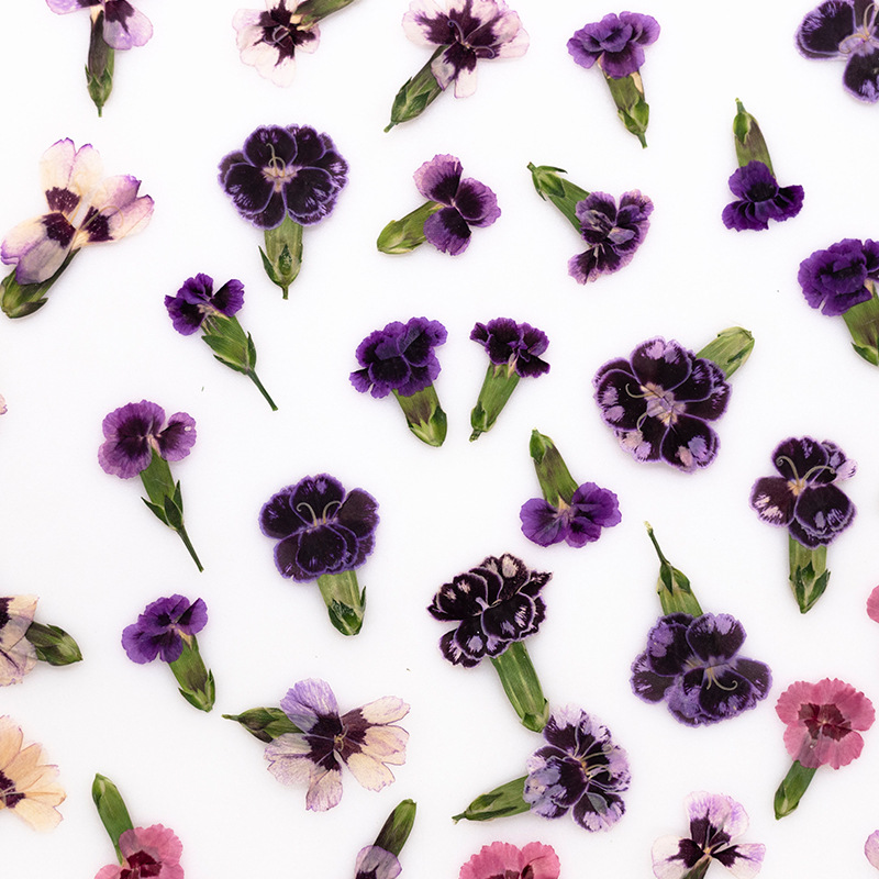 24 piezas, Flores de Dianthus  - Dried Flower Bookmark reseña y precio
