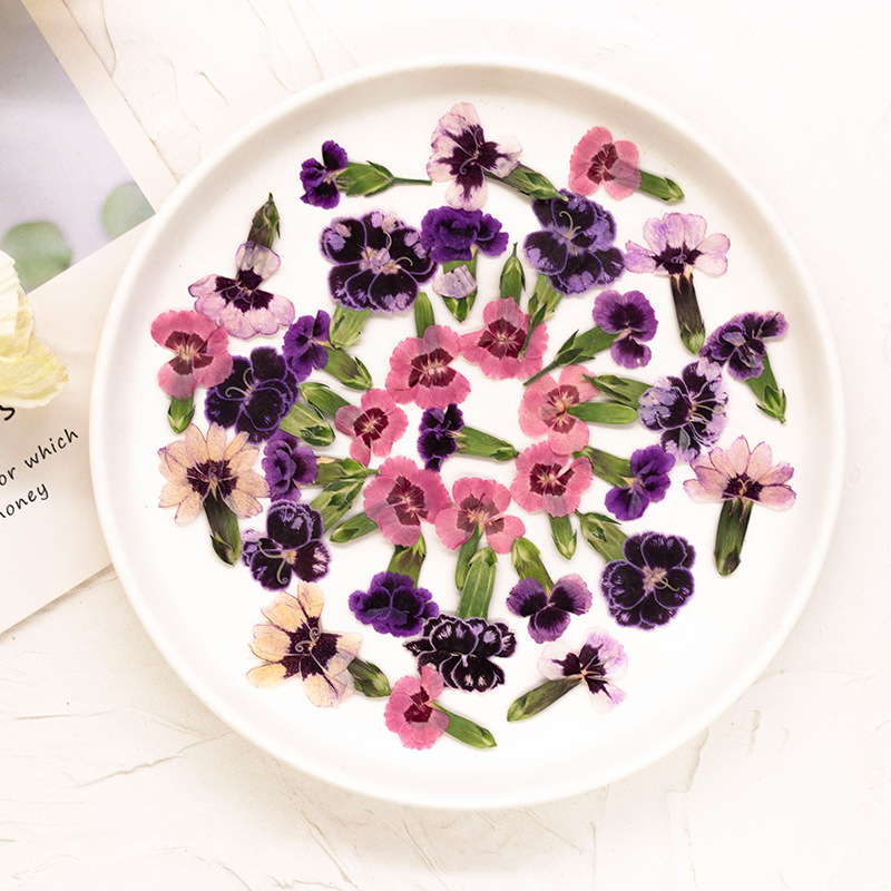 24 piezas, Flores de Dianthus  - Dried Flower Bookmark reseña y precio