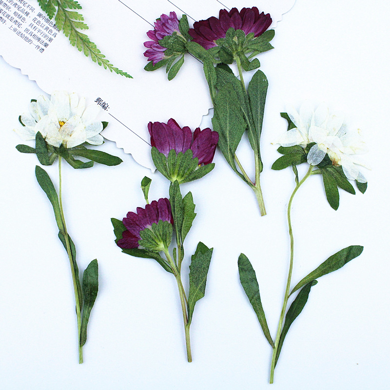 24 Piezas, Mini Crisantemos Se - Dried Flower Bookmark reseña y precio