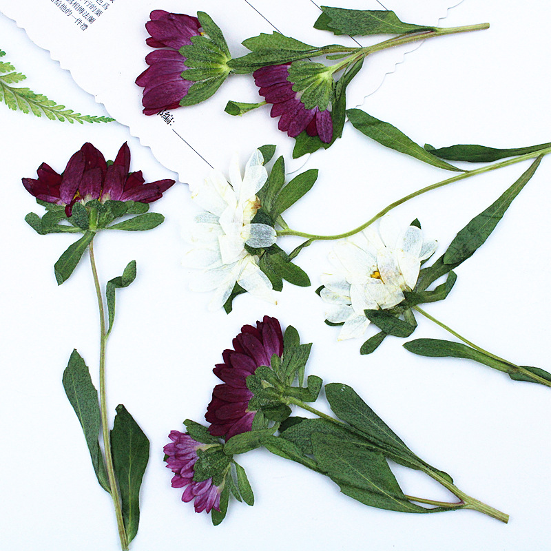 24 Piezas, Mini Crisantemos Se - Dried Flower Bookmark reseña y precio