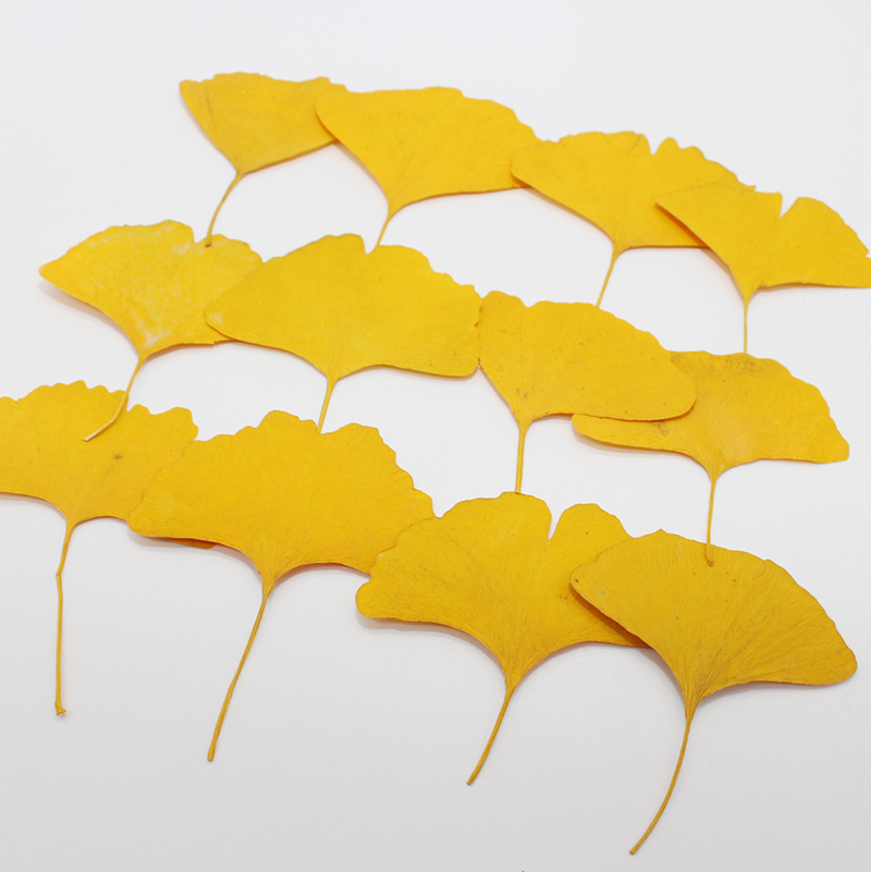 60 piezas de hojas de Ginkgo B - Dried Flower Bookmark reseña y precio