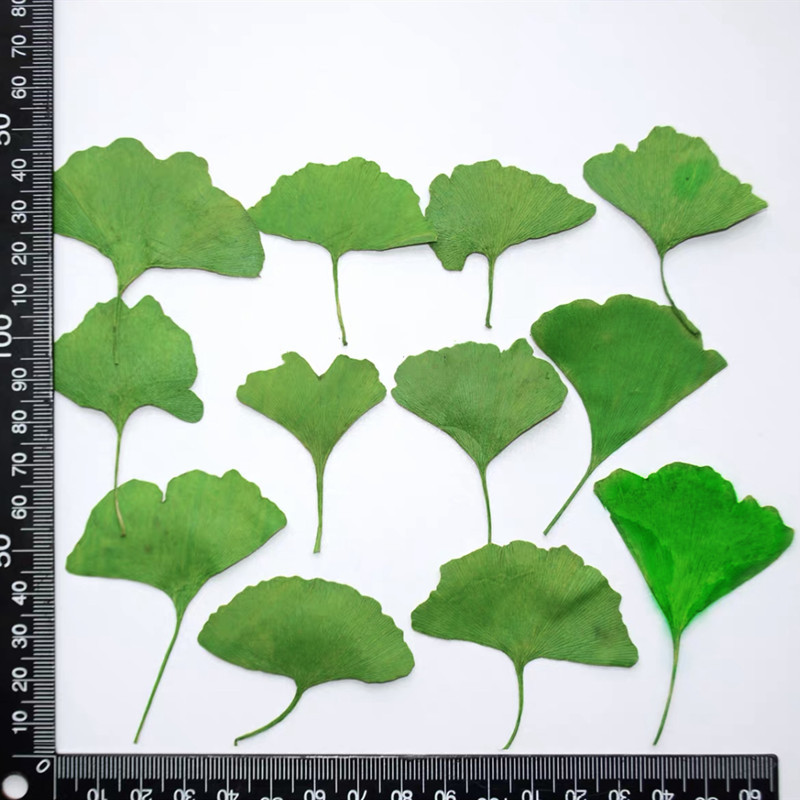 60 piezas de hojas de Ginkgo B - Dried Flower Bookmark reseña y precio