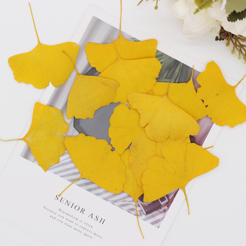 60 piezas de hojas de Ginkgo B - Dried Flower Bookmark reseña y precio